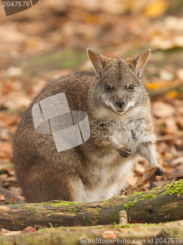 Image of Eating parma wallaby