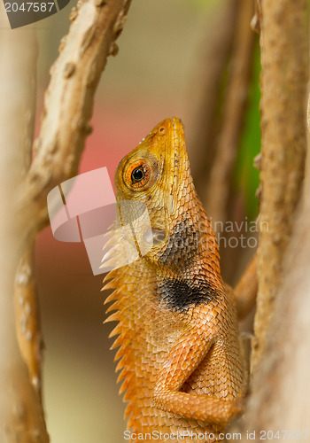 Image of Close up of a lizard