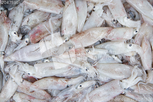 Image of Fresh squid in the market 