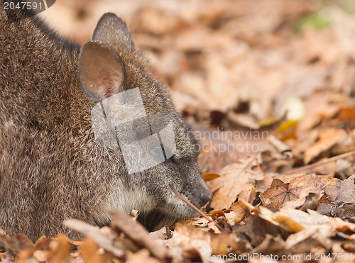 Image of Resting parma wallaby