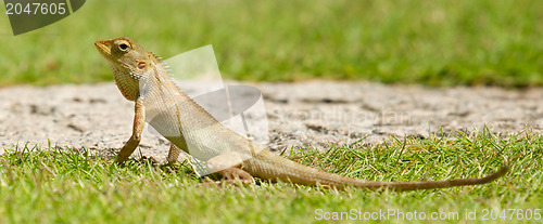 Image of Close up of a lizard