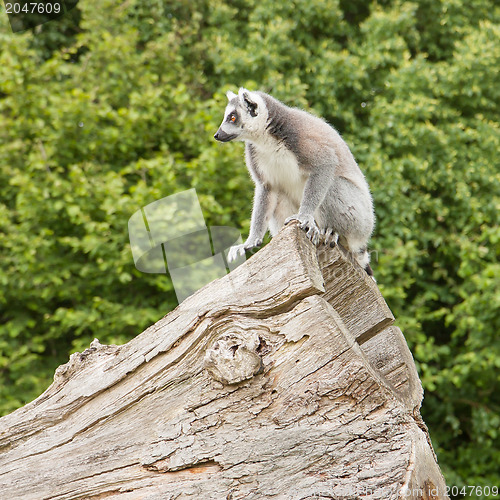 Image of Ring-tailed lemur in captivity