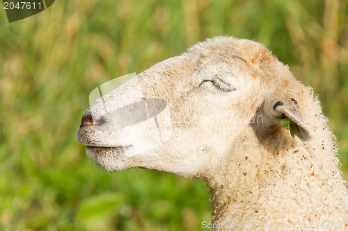 Image of White sheep enjoying the sun