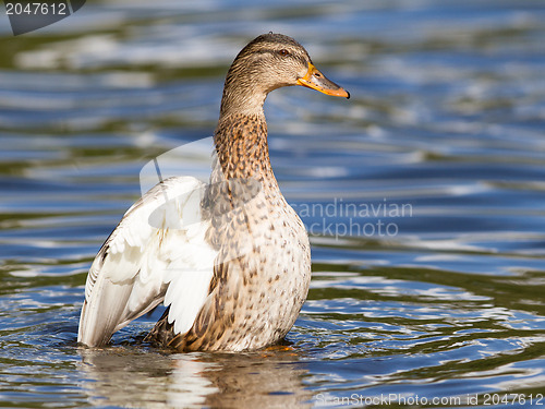 Image of Female Mallard Duck washing her feathers