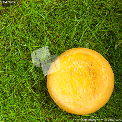 Image of Round onion cheese isolated in the green grass