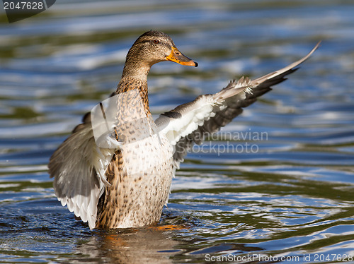 Image of Female Mallard Duck washing her feathers