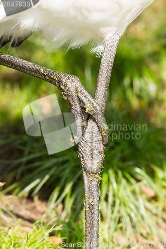 Image of Close-up of the legs of a big bird