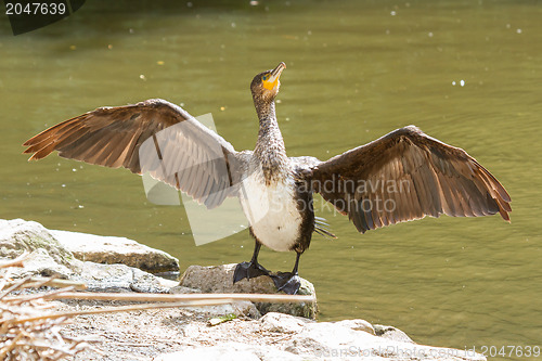 Image of Cormorant drying it's wings