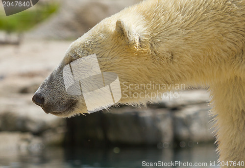 Image of Close-up of a polarbear (icebear) 