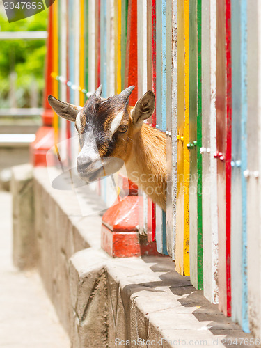 Image of Goat looking through a fence 