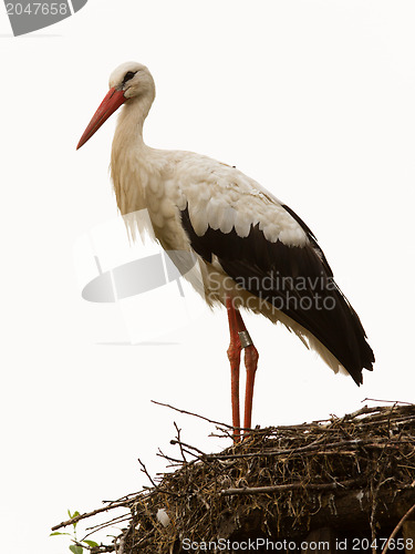 Image of Adult stork in its natural habitat, on a nest