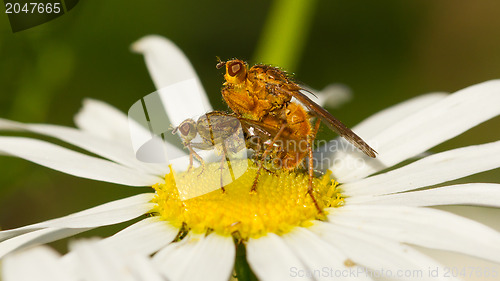 Image of Flies mating on a white flower
