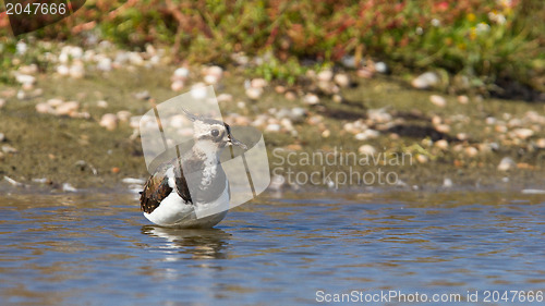 Image of Lapwing taking a bath in a lake