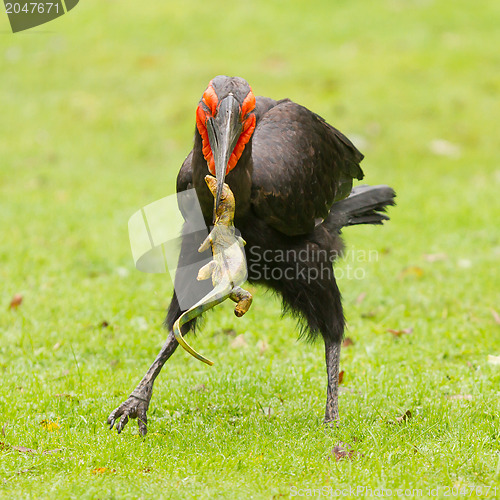 Image of Southern Ground hornbill (Bucorvus leadbeateri)