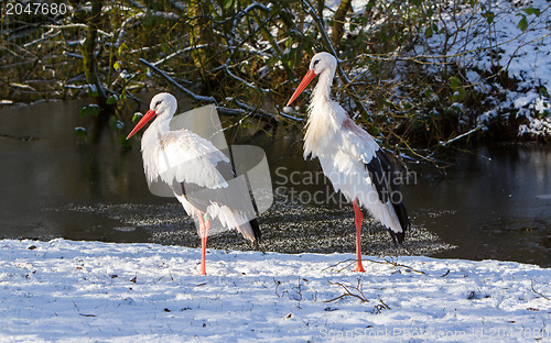Image of Adult storks standing in the snow