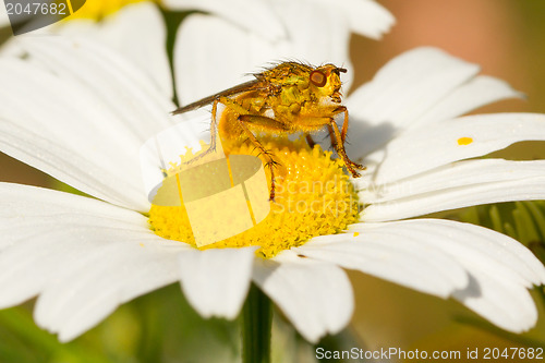 Image of Small fly on an ox eye daisy