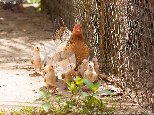 Image of Adult hen and her newly hatched chickens