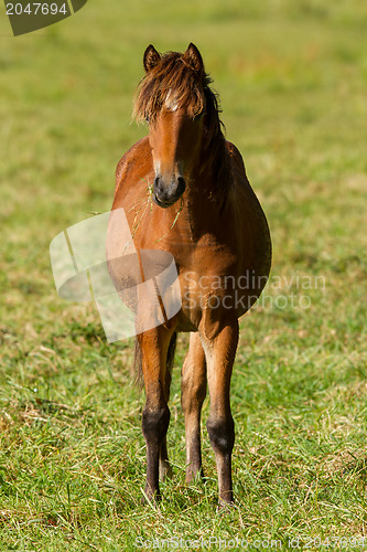 Image of Grazing horse