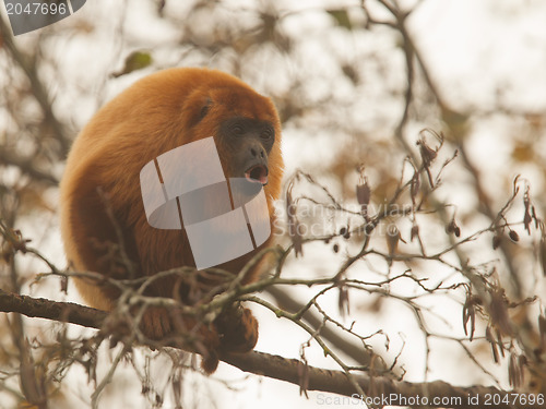 Image of Mantled howler (Alouatta seniculus) howling