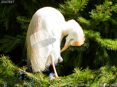 Image of Bubulcus ibis, cattle egret, in a tree