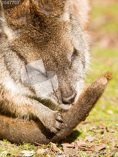 Image of Parma wallaby is cleaning it's tail