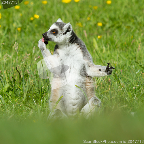 Image of Sunbathing ring-tailed lemur in captivity 