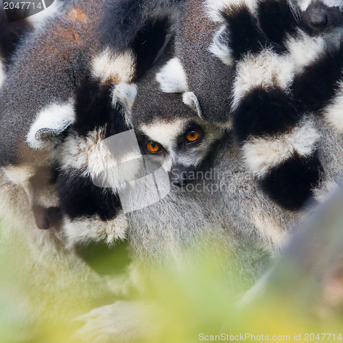 Image of Ring-tailed lemur (Lemur catta)