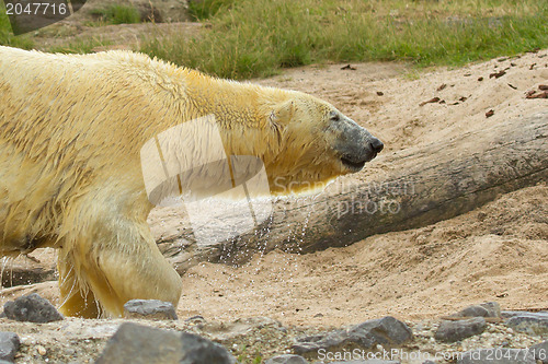 Image of Close-up of a polarbear (icebear) 