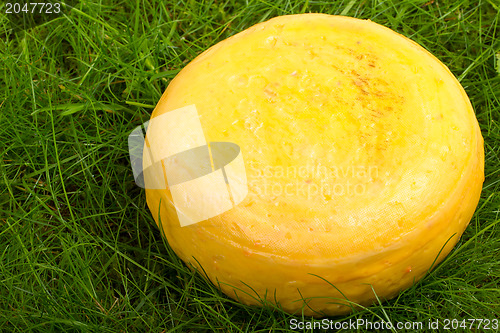 Image of Round onion cheese isolated in the green grass