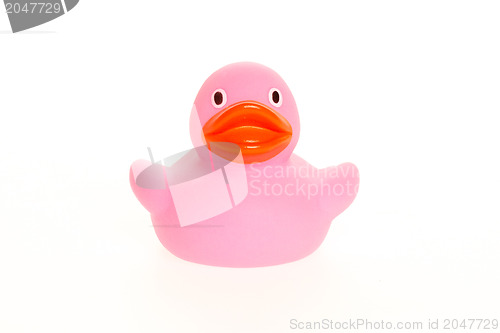 Image of Pink duck isolated
