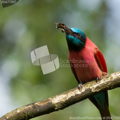 Image of Northern Carmine Bee-Eater