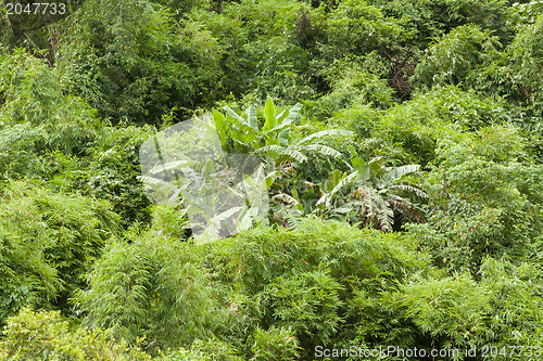 Image of Banana trees hidden in the jungle