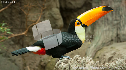 Image of Toco Toucan