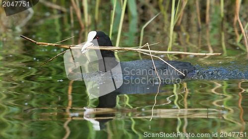 Image of Common coot collecting reed