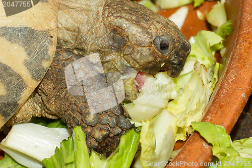 Image of Hermann's Tortoise, turtle eating salad