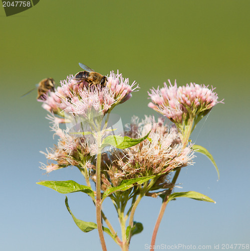 Image of Two bees isolated on a pink flower