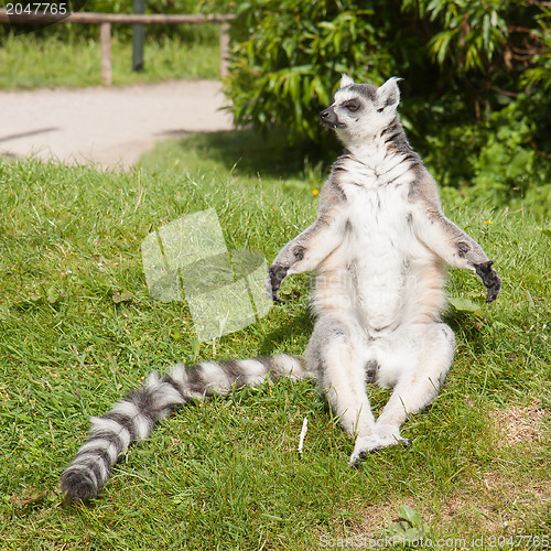 Image of Sunbathing ring-tailed lemur in captivity 