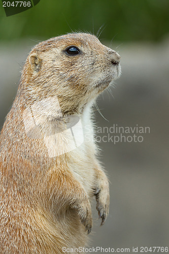 Image of Prairie dog