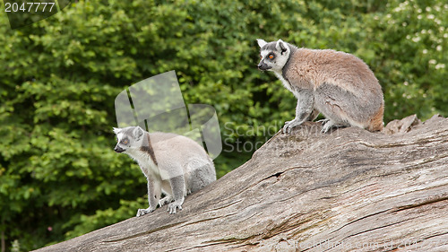 Image of Ring-tailed lemurs in captivity