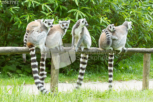 Image of Ring-tailed lemur in captivity