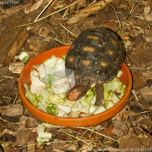 Image of Small turtle in a salad bowl