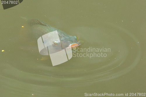 Image of Fish is swimming in a lake