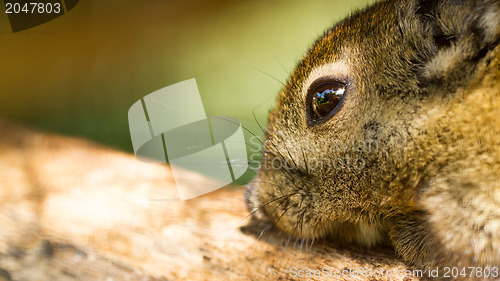 Image of Closeup tree shrew