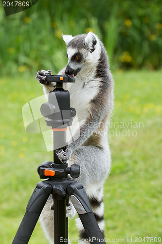 Image of Ring-tailed lemur sitting on tripod