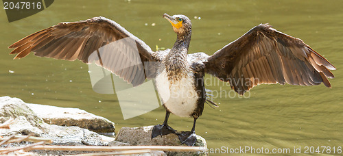 Image of Cormorant drying it's wings