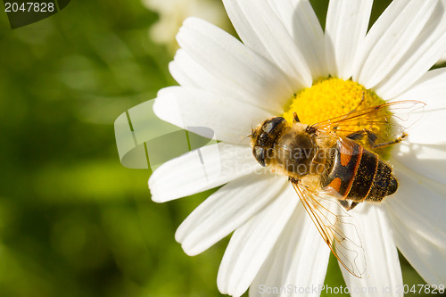 Image of Fly drinking nectar on a wild white flower 