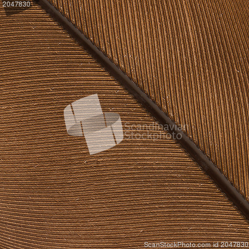 Image of Large brown female peacock feather closeup