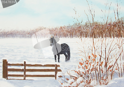 Image of Frisian horse in a snowy meadow