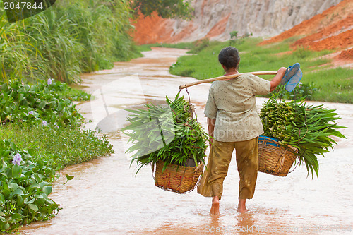 Image of MUI NE, VIETNAM, 26 JULY 2012 - A Vietnamese farmer (woman) her 