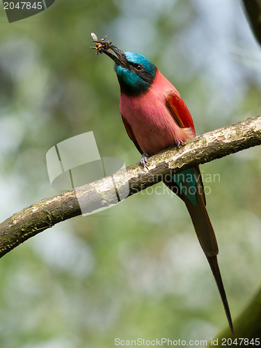 Image of Northern Carmine Bee-Eater